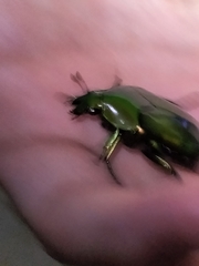 Ischiopsopha wallacei