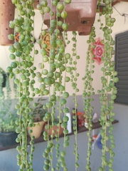 Curio rowleyanus