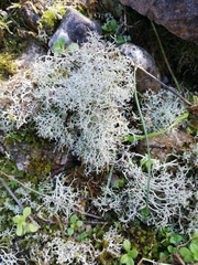 Cladonia rangiformis
