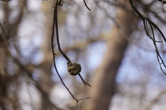 Callirhytis quercuscornigera