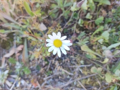 Anthemideae
