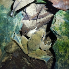 Rana zhenhaiensis