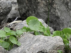 Hydrocotyle