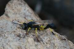 Sceliphron destillatorium