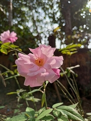 Rosa chinensis