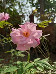 Rosa chinensis