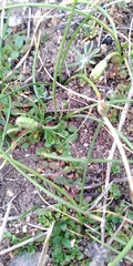 Romulea columnae