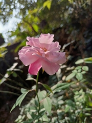 Rosa chinensis