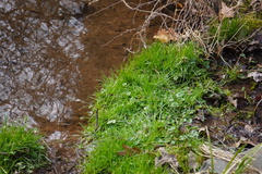 Potentilla canadensis