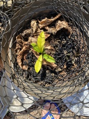 Garcinia macrophylla