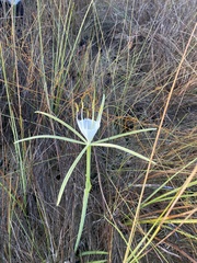 Hymenocallis palmeri