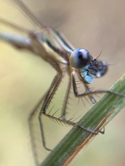Lestes undulatus