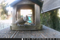 Lophophanes cristatus