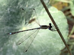 Lestes undulatus