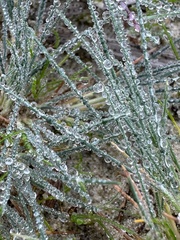 Corynephorus canescens