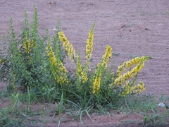 Poiretia tetraphylla