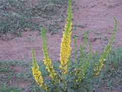 Poiretia tetraphylla