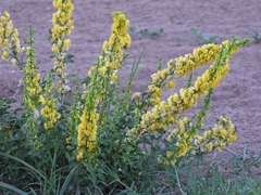 Poiretia tetraphylla