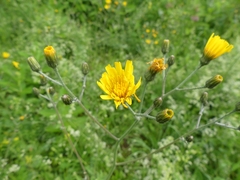 Hieracium maculatum