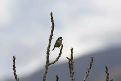Cyanistes teneriffae