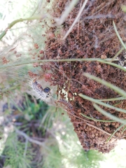 Thaumetopoea pityocampa