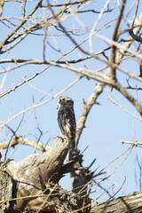 Athene noctua