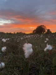 Eriophorum