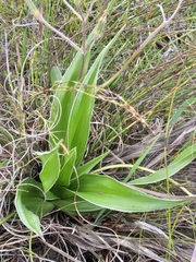 Hypoxis villosa