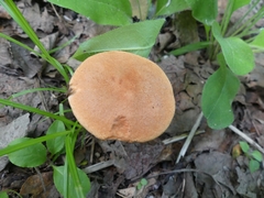 Leccinum insigne
