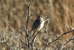 Passer hispaniolensis