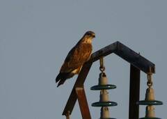Buteo rufinus