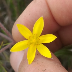 Hypoxis villosa
