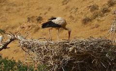Ciconia ciconia
