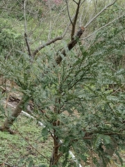 Keteleeria