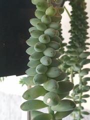 Sedum burrito