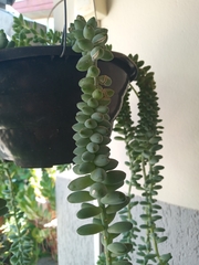 Sedum burrito
