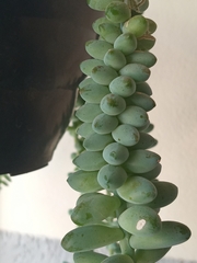 Sedum burrito