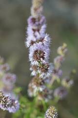 Mentha pulegium