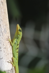 Anolis roquet