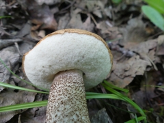 Leccinum insigne