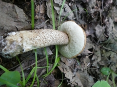 Leccinum insigne