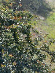 Pyracantha angustifolia