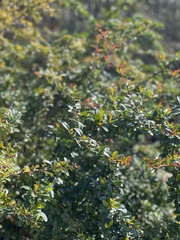 Pyracantha angustifolia