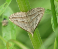Macrochilo absorptalis