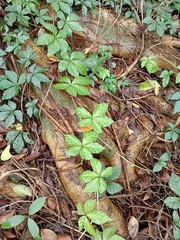 Tetrastigma obtectum