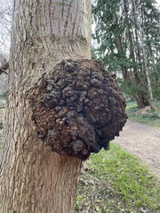 Agrobacterium radiobacter