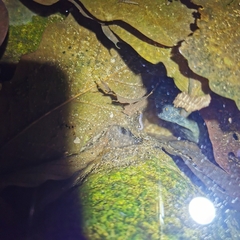 Polycentropus