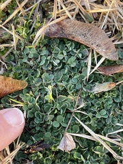 Medicago lupulina
