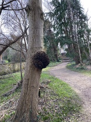 Agrobacterium radiobacter