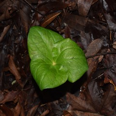 Trillium